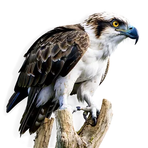 Osprey A PNG image