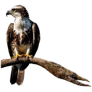 Osprey B PNG image