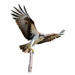 Osprey Bird Flying Png 37 PNG image