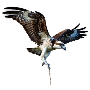 Osprey Bird Flying Png Kyf50 PNG image