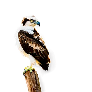 Osprey C PNG image