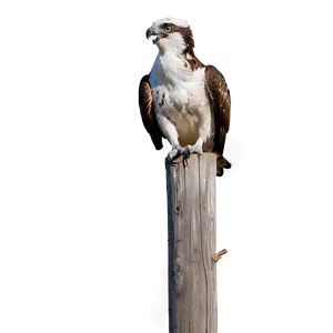 Osprey Calling Sound Png 17 PNG image