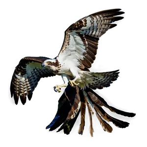 Osprey Catching Fish Png 06292024 PNG image