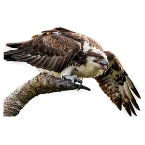 Osprey Chick Feeding PNG 71