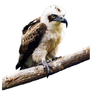 Osprey Chick Feeding PNG Nqj