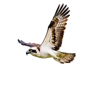 Osprey Diving At Sunset PNG 33