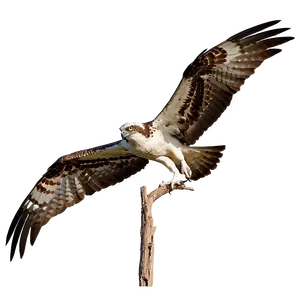 Osprey Diving At Sunset PNG Sob63 PNG