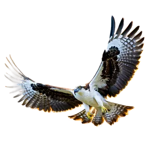 Osprey Eyesight Focus Png 89 PNG image