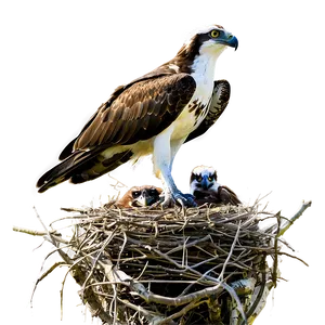 Osprey Family In Nest PNG Hxg