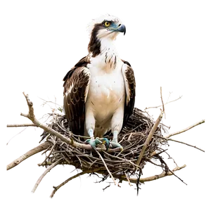 Osprey Family In Nest PNG Tff54 PNG