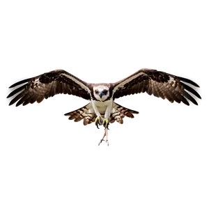 Osprey Flight Silhouette PNG 06292024