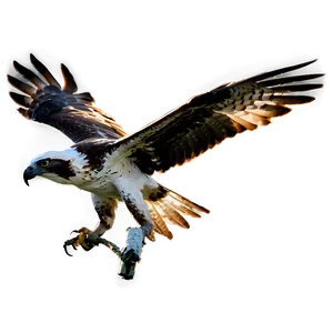 Osprey Flight Silhouette PNG Nde PNG