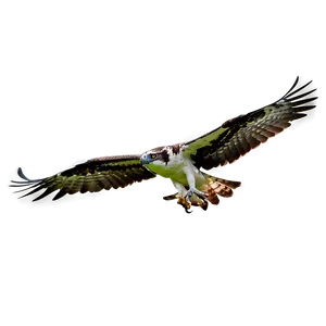 Osprey Flight Silhouette PNG Udv86 PNG