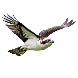 Osprey Glide In Sky PNG Exf