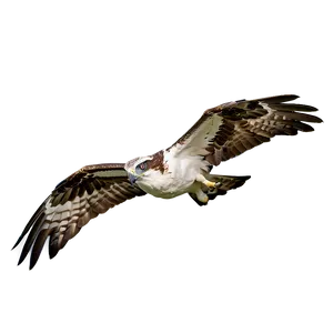Osprey Glide In Sky PNG Rwc50 PNG