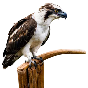 Osprey In Aggressive Posture PNG 06292024 PNG
