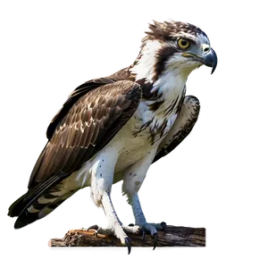 Osprey In Aggressive Posture PNG Ssj6 PNG