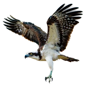 Osprey In Coastal Area PNG 06292024