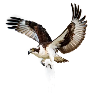 Osprey In Dramatic Lighting PNG 67 PNG