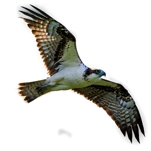 Osprey In Dramatic Lighting PNG Jig4