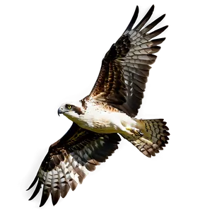 Osprey In Dramatic Lighting PNG Xxx