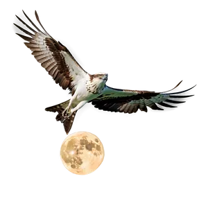 Osprey In Flight Against Moon PNG Ggl84 PNG