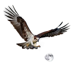 Osprey In Flight Against Moon PNG Hfd PNG