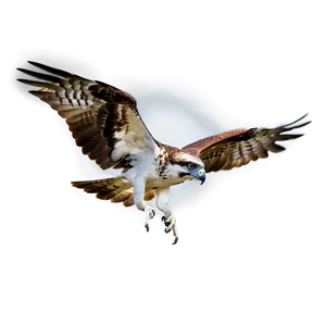Osprey In Flight Against Moon PNG Voi PNG