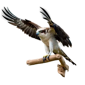 Osprey In Mid-scream PNG 79 PNG