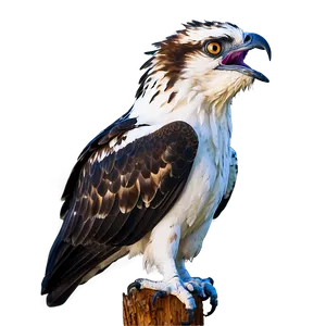 Osprey In Mid-scream PNG Vtu