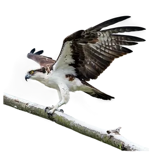 Osprey In Rainy Weather Png Vlc41 PNG image