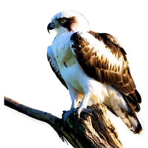 Osprey In The Golden Hour PNG 40 PNG