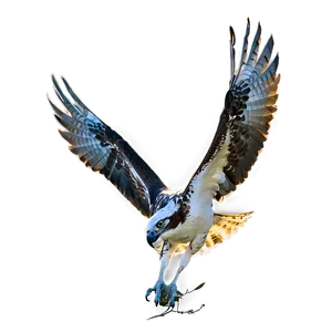 Osprey In The Golden Hour PNG Npl PNG