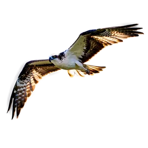 Osprey In The Golden Hour PNG Vor94