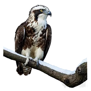 Osprey In Winter Scene PNG 06292024