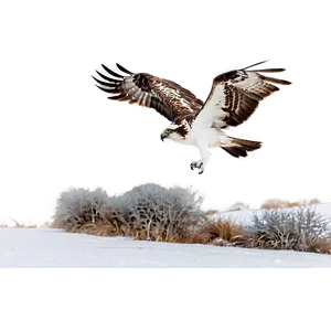 Osprey In Winter Scene PNG 48 PNG