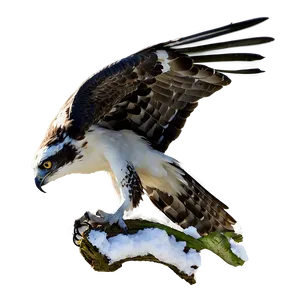 Osprey In Winter Scene PNG Ceg88 PNG