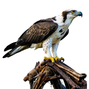 Osprey Interaction With Eagles PNG Xrk