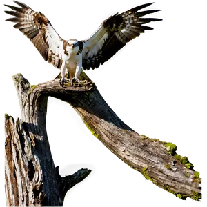 Osprey Landing On Tree PNG 54