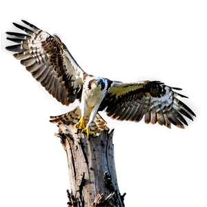 Osprey Landing On Tree PNG Bdo82 PNG