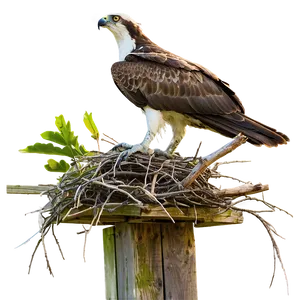 Osprey Nest Building PNG 21 PNG