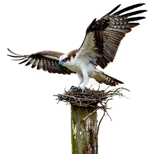 Osprey Nest Building PNG 48