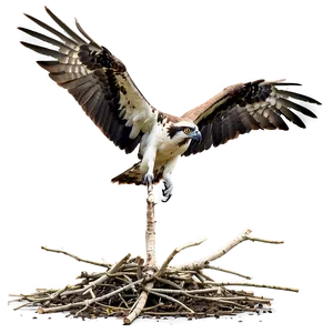 Osprey Nest Building PNG Vym