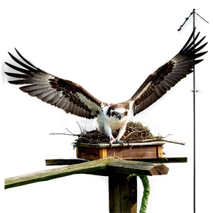 Osprey Nest On Pole PNG Rrg64 PNG