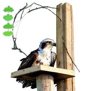 Osprey Nest On Pole PNG Vkq53 PNG