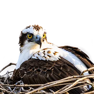 Osprey Nest Protection PNG 30