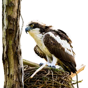 Osprey Nest Protection PNG 50 PNG