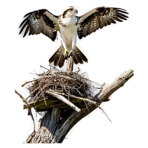 Osprey Nesting Behavior Png 3 PNG image