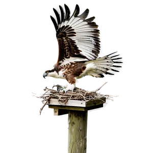 Osprey Nesting Behavior Png Qcs PNG image