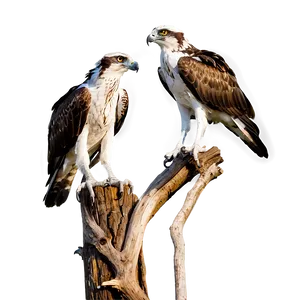Osprey Pair Bonding PNG 87